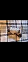 Orange Male, a male German Shorthaired Pointer for sale in Appomattox, VA – 5 of 7