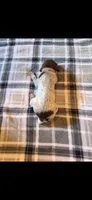 Pink Female, a female German Shorthaired Pointer for sale in Appomattox, VA – 2 of 6