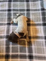 Pink Female, a female German Shorthaired Pointer for sale in Appomattox, VA – 6 of 6