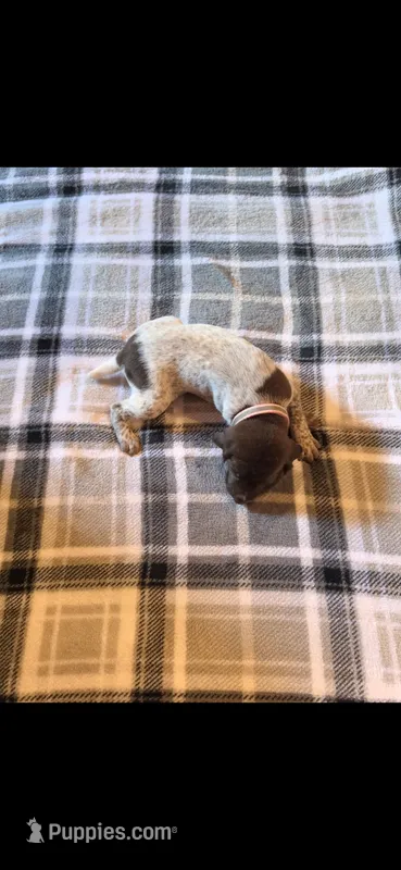 Pink Female – German Shorthaired Pointer puppy for sale in Appomattox, VA