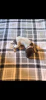 Pink Female, a female German Shorthaired Pointer for sale in Appomattox, VA – 1 of 6
