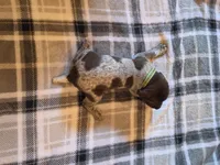 Green Male, a male German Shorthaired Pointer for sale in Appomattox, VA – 5 of 6