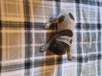 White Female , a female German Shorthaired Pointer for sale in Appomattox, VA – 3 of 6