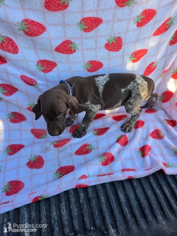 Blue Male – German Shorthaired Pointer puppy for sale in Appomattox, VA