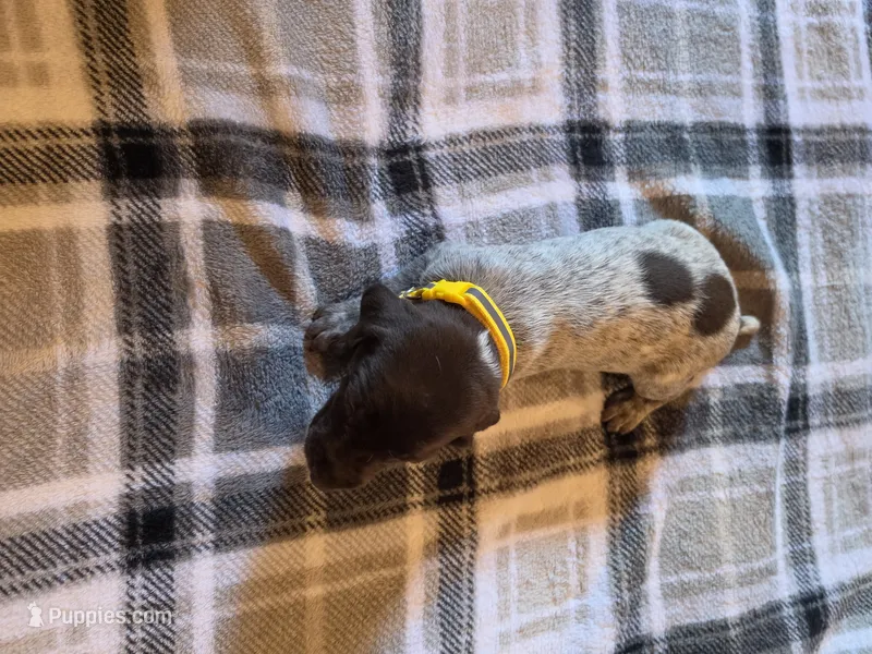 Yellow Female – German Shorthaired Pointer puppy for sale in Appomattox, VA