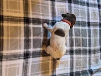 Red Male, a male German Shorthaired Pointer for sale in Appomattox, VA – 6 of 6