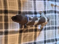 Blue Male, a male German Shorthaired Pointer for sale in Appomattox, VA – 3 of 6