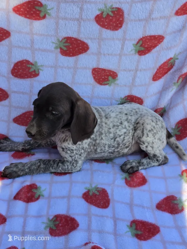 Pink Female – German Shorthaired Pointer puppy for sale in Appomattox, VA