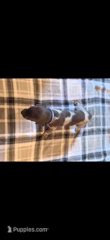 Blue Male – German Shorthaired Pointer puppy for sale in Appomattox, VA