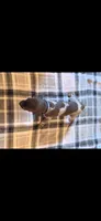 Blue Male, a male German Shorthaired Pointer for sale in Appomattox, VA – 1 of 6