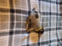 Yellow Female, a female German Shorthaired Pointer for sale in Appomattox, VA – 5 of 6