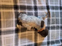 Orange Male, a male German Shorthaired Pointer for sale in Appomattox, VA – 5 of 6