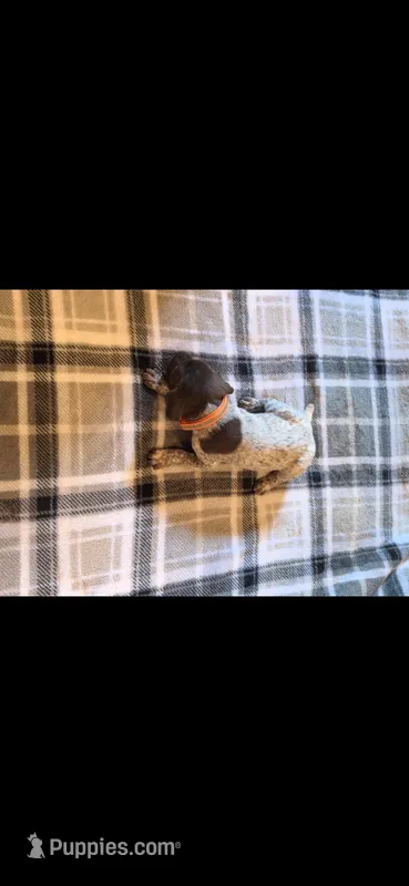Orange Male – German Shorthaired Pointer puppy for sale in Appomattox, VA