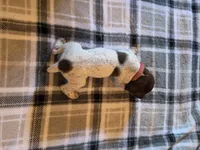 Red Male, a male German Shorthaired Pointer for sale in Appomattox, VA – 3 of 6