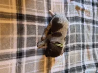 Green Male, a male German Shorthaired Pointer for sale in Appomattox, VA – 4 of 6