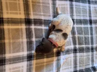 Red Male, a male German Shorthaired Pointer for sale in Appomattox, VA – 4 of 6