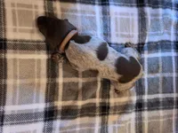 Brown Male, a male German Shorthaired Pointer for sale in Appomattox, VA – 5 of 6