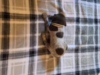 White Female , a female German Shorthaired Pointer for sale in Appomattox, VA – 5 of 6