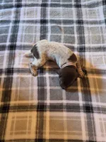 Pink Female, a female German Shorthaired Pointer for sale in Appomattox, VA – 5 of 6