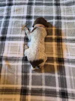 Pink Female, a female German Shorthaired Pointer for sale in Appomattox, VA – 3 of 6