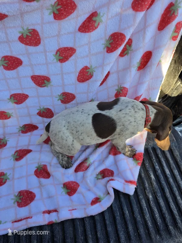 Red Male – German Shorthaired Pointer puppy for sale in Appomattox, VA