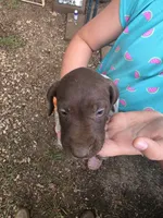 Orange Male, a male German Shorthaired Pointer for sale in Appomattox, VA – 4 of 7