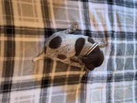 White Female , a female German Shorthaired Pointer for sale in Appomattox, VA – 4 of 6