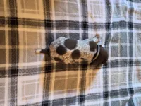Black Male, a male German Shorthaired Pointer for sale in Appomattox, VA – 6 of 6
