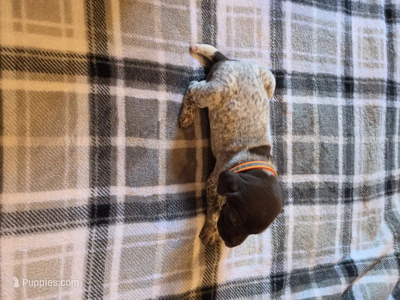 Orange Male – German Shorthaired Pointer puppy for sale in Appomattox, VA