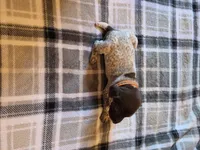 Orange Male, a male German Shorthaired Pointer for sale in Appomattox, VA – 1 of 6