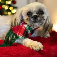 Barry, a male Shih Tzu for sale in Lavaca, AR – Photo 7 of 9