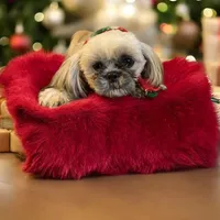 Barry, a male Shih Tzu for sale in Lavaca, AR – Photo 8 of 9