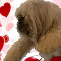 Barry, a male Shih Tzu for sale in Lavaca, AR – Photo 5 of 9