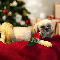 Barry, a male Shih Tzu for sale in Lavaca, AR – Photo 3 of 9