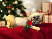 processed/f256ef55-e0a9-44fc-9e18-7c10a77299cc/listing/6b94147c-baef-457c-a05b-5f9eded7548e/7a054e98-88e9-48d9-8f9a-9dcaaa142dd9