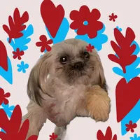 Barry, a male Shih Tzu for sale in Lavaca, AR – Photo 2 of 9