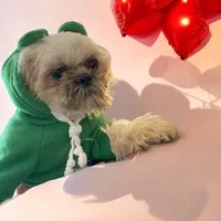 Barry, a male Shih Tzu for sale in Lavaca, AR – Photo 6 of 9