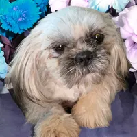 Barry, a male Shih Tzu for sale in Lavaca, AR – Photo 4 of 9