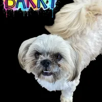 Barry, a male Shih Tzu for sale in Lavaca, AR – Photo 1 of 9