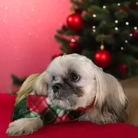 Barry, a male Shih Tzu for sale in Lavaca, AR – Photo 9 of 9