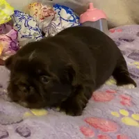 Bo, a male Shih Tzu for sale in Lavaca, AR – Photo 7 of 10