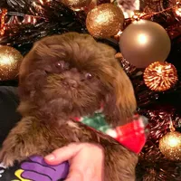 Bo, a male Shih Tzu for sale in Lavaca, AR – Photo 1 of 10