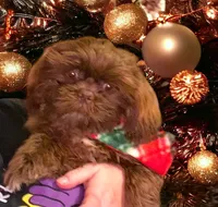 Bo, a male Shih Tzu for sale in Lavaca, AR – Photo 1 of 10