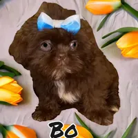 Bo, a male Shih Tzu for sale in Lavaca, AR – Photo 3 of 10