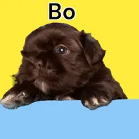 Bo, a male Shih Tzu for sale in Lavaca, AR – Photo 5 of 10