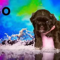Bo, a male Shih Tzu for sale in Lavaca, AR – Photo 8 of 10