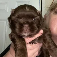 Bo, a male Shih Tzu for sale in Lavaca, AR – Photo 9 of 10