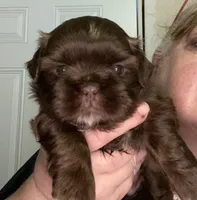 Bo, a male Shih Tzu for sale in Lavaca, AR – Photo 9 of 10
