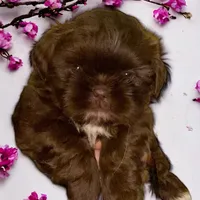 Bo, a male Shih Tzu for sale in Lavaca, AR – Photo 6 of 10