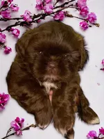 Bo, a male Shih Tzu for sale in Lavaca, AR – Photo 6 of 10